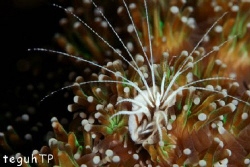 Common Barnacles...Canon EOS 400D, Sea n Sea Housing and ... by Teguh Tirtaputra 